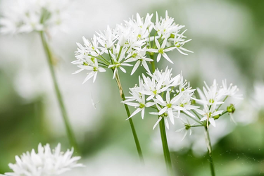 Bärlauchblüten wachsen auf einer Wiese