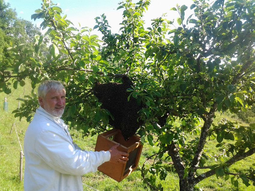 Imker Czerniak ärgert die Bienen und stiehlt den Honig